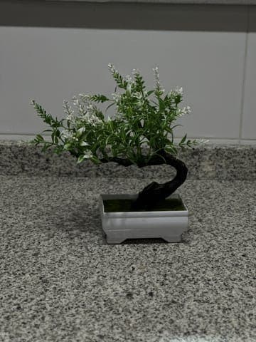Phone photo: the bonsai on a granite worktop