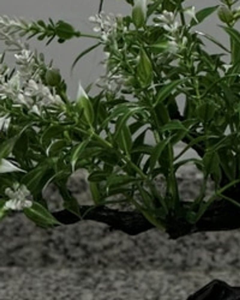 A detail of a 640-pixel photo of a bonsai, enlarged and soft